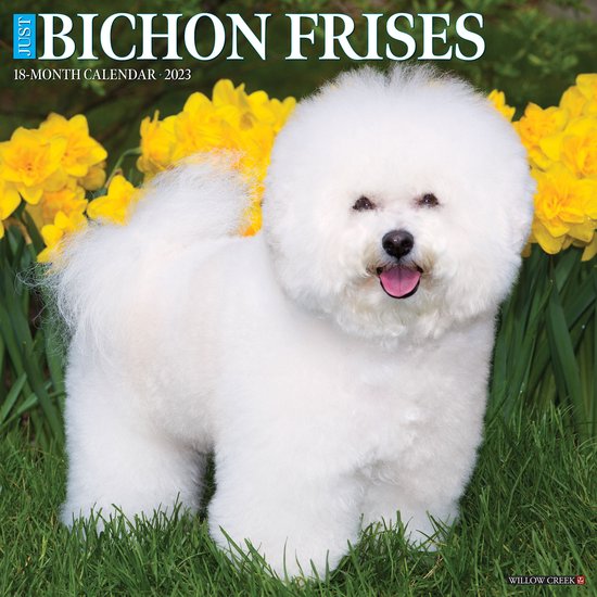 Bichon Frise Kalender 2023