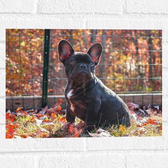 WallClassics - Muursticker - Bouledogue français dans les feuilles d'automne - 40x30 cm Photo sur Muursticker