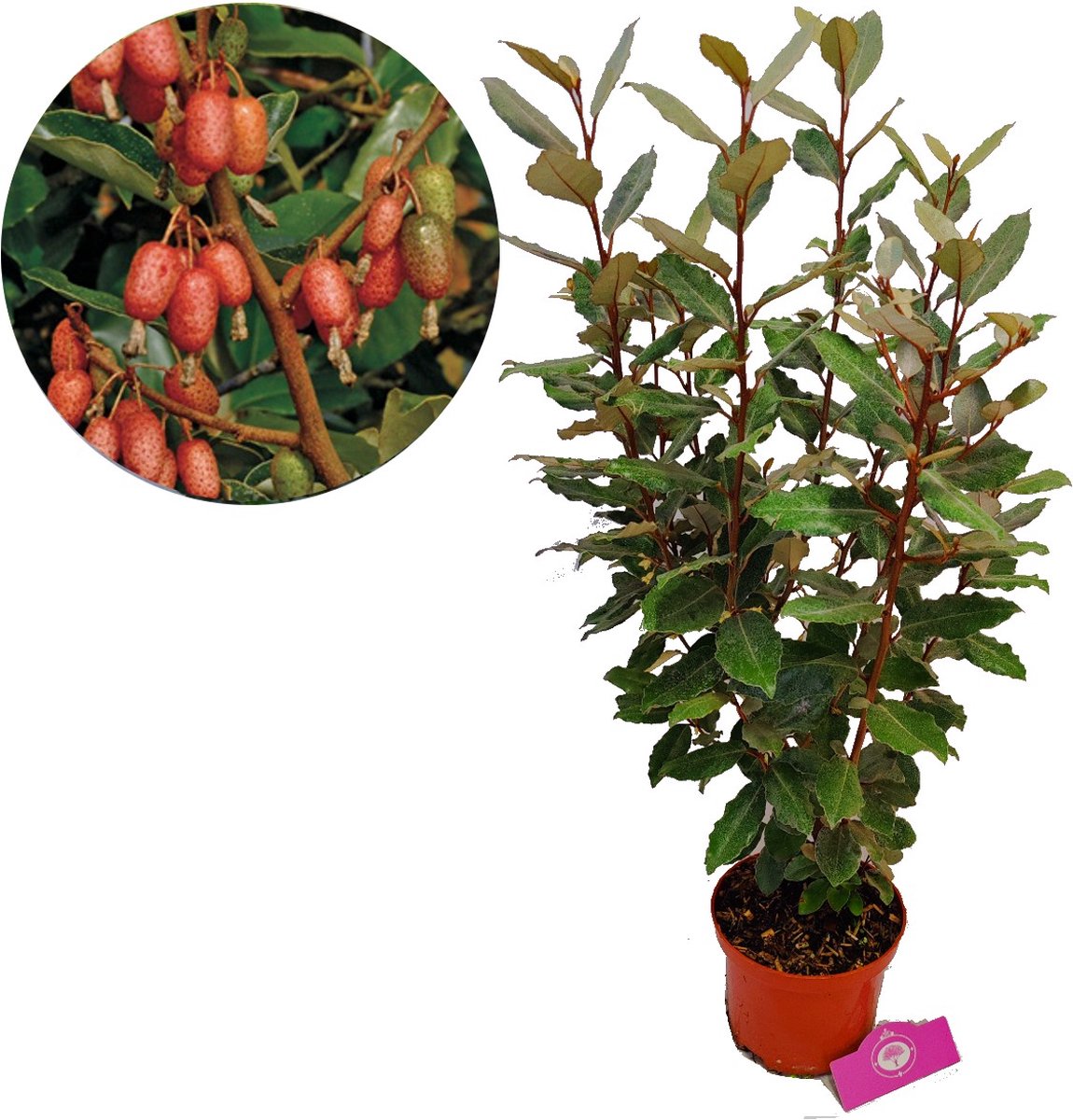 Elaeagnus 'Ebbingei' olijfwilg, 2 liter pot