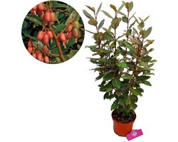 Elaeagnus 'Ebbingei' olijfwilg, 2 liter pot