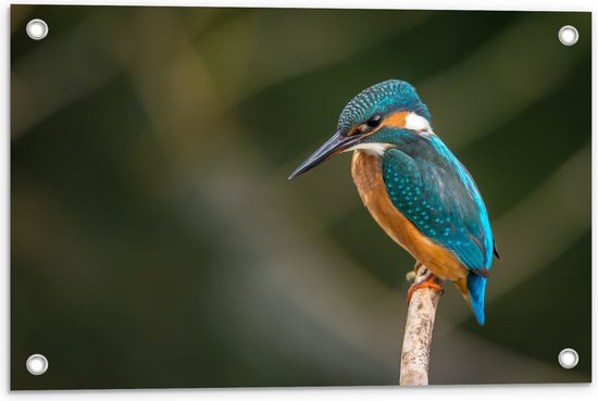 WallClassics - Tuinposter – Ijsvogel op een Tak - 60x40 cm Foto op Tuinposter  (wanddecoratie voor buiten en binnen)