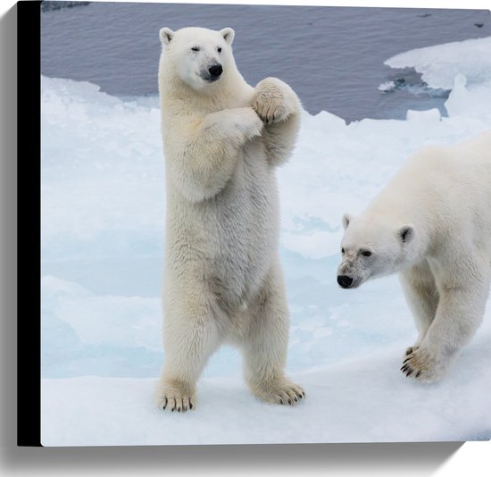 WallClassics - Toile - Ours polaire dansant sur la glace - 40x40 cm Tableau sur toile (Décoration murale sur toile)