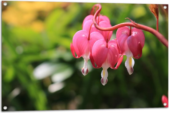 WallClassics - Poster de Jardin - Plante Hartjes Brisés en Rose - 105x70 cm Photo sur Poster de Jardin (décoration murale pour l'extérieur et l'intérieur)