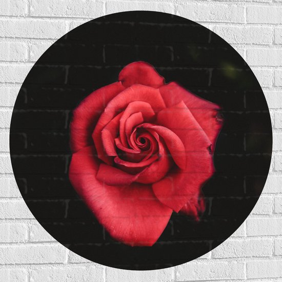 WallClassics - Muursticker Cirkel - Fel Rode Roos met Donkere Achtergrond - 90x90 cm Foto op Muursticker
