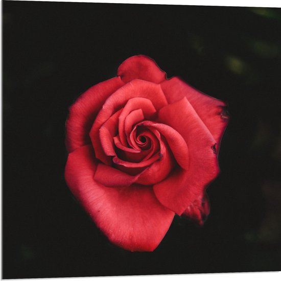 WallClassics - Acrylglas - Fel Rode Roos met Donkere Achtergrond - 80x80 cm Foto op Acrylglas (Met Ophangsysteem)
