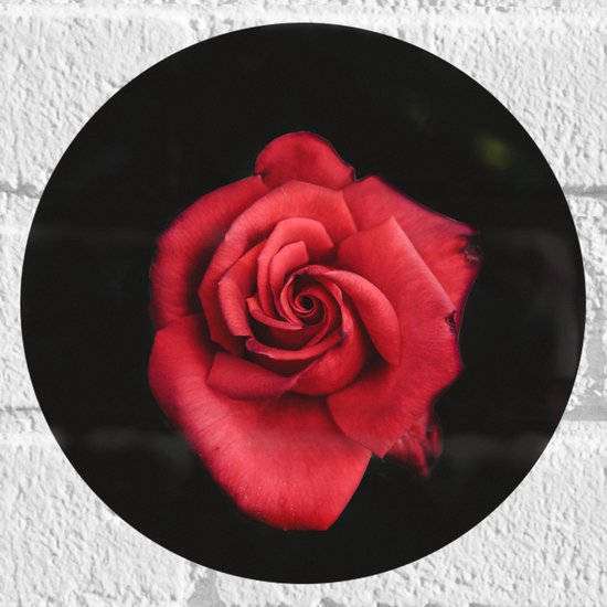 WallClassics - Muursticker Cirkel - Fel Rode Roos met Donkere Achtergrond - 20x20 cm Foto op Muursticker