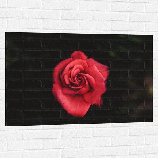 WallClassics - Muursticker - Fel Rode Roos met Donkere Achtergrond - 105x70 cm Foto op Muursticker