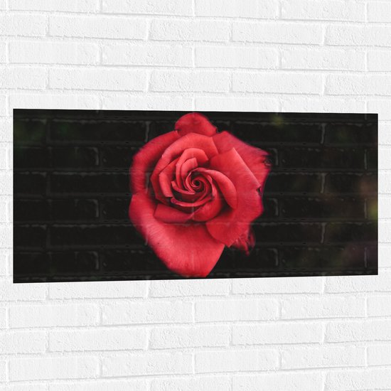 WallClassics - Muursticker - Fel Rode Roos met Donkere Achtergrond - 100x50 cm Foto op Muursticker