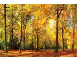 Fotobehang - Vlies Behang - Zonnestralen in het Herfstbos - Bos met Zon - 368 x 254 cm