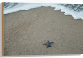 WallClassics - Hout - Kleine Baby Schildpad op het Strand - 90x60 cm - 12 mm dik - Foto op Hout (Met Ophangsysteem)