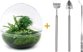 Terrarium - Dome XL - ↑ 30 cm - Ecosysteem plant - Kamerplanten - DIY planten terrarium - Mini ecosysteem + Hark + Schep + Pincet