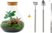 Terrarium - Sammie coffea - ↑ 27 cm - Ecosysteem plant - Kamerplanten - DIY planten terrarium - Mini ecosysteem + Hark + Schep + Pincet