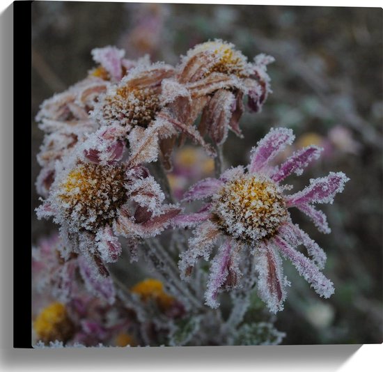 WallClassics - Toile - Fleurs gelées en hiver - 40x40 cm Photo sur Toile Peinture (Décoration murale sur Toile)
