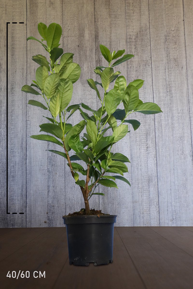 Set van 10 | Laurier 'Rotundifolia' Pot 40-60 cm - Grootbladig - Snelle groeier - Snel zichtdicht - Wintergroen