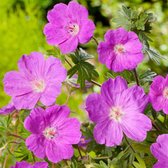 3 stuks | Geranium sanguineum 'Max Frei' P9 cm