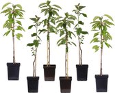 Plant in a Box - Mix de 6 Pommiers Piliers - Pot 9cm - Hauteur 60-70cm - Malus 'Braeburn', 'Golden Delicious', 'Malus Gala' - Arbres fruitiers - Plante de Jardin
