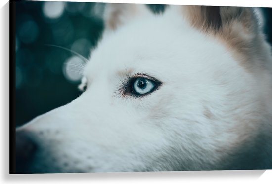 WallClassics - Canvas  - Blauw Oog van een Witte Wolf - 90x60 cm Foto op Canvas Schilderij (Wanddecoratie op Canvas)