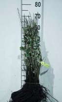 Elaeagnus angustifolia - SMALBLADIGE OLIJFWILG , SMALLE OLIJFWILG 20 - 30 cm in pot