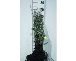 Elaeagnus angustifolia - SMALBLADIGE OLIJFWILG , SMALLE OLIJFWILG 20 - 30 cm in pot