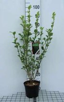 Griselinia littoralis - Griselinia 40 - 50 cm in pot