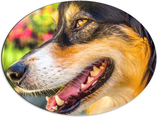 WallClassics - Dibond Ovaal - Australische Herder van Dichtbij - 80x60 cm Foto op Ovaal (Met Ophangsysteem)