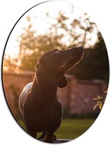 WallClassics - Dibond Ovaal - Artistieke Zwarte Hond - 30x40 cm Foto op Ovaal (Met Ophangsysteem)