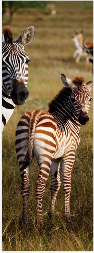 Foto: Wallclassics poster mat alerte zebra s in het gras 20x60 cm foto op posterpapier met een matte look