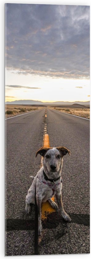 WallClassics - Acrylglas - Brave Hond Zit op de Weg - 30x90 cm Foto op Acrylglas (Met Ophangsysteem)