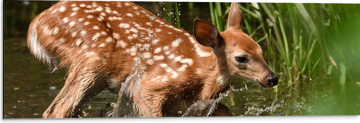 Dibond - Baby Hertje Speelt in het Water - 90x30 cm Foto op Aluminium (Met Ophangsysteem)