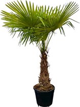 Palmier rustique Trachycarpus Fortunei jusqu'au -18 avec un tronc de 80-100 cm, hauteur totale 200 cm