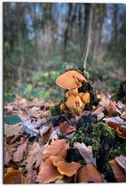 WallClassics - Dibond - Bruine Paddenstoelen in het Bos - 50x75 cm Foto op Aluminium (Wanddecoratie van metaal)