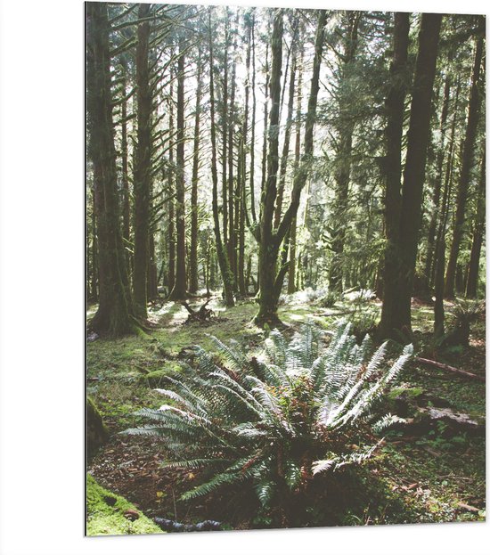 WallClassics - Dibond - Grote Groene Varenplant in Bos - 75x100 cm Foto op Aluminium (Wanddecoratie van metaal)