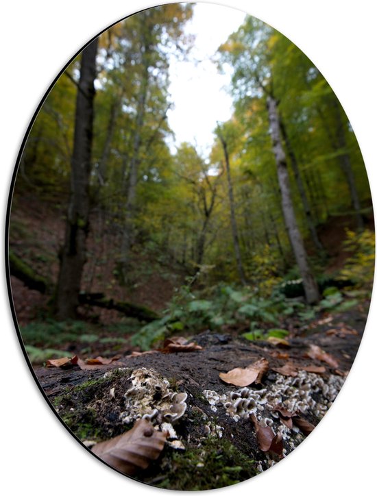 WallClassics - Dibond Ovaal - Herfstbladeren in Bos - 30x40 cm Foto op Ovaal (Met Ophangsysteem)