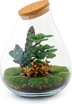 Terrarium - Drop XL Red - ↑ 37 cm - Ecosysteem plant - Kamerplanten - DIY planten terrarium - Mini ecosysteem + Hark + Schep