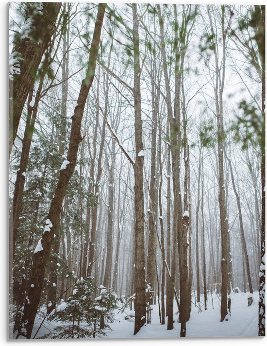 WallClassics - Verre Acrylique - Branches Fines dans une Forêt Enneigée - Photo 30x40 cm sur Verre Acrylique (Décoration murale sur Acrylique)
