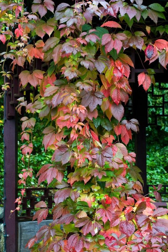 Vite del Canada - Parthenocissus Quinquefolia - vendita piante on line