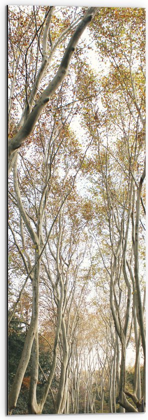 WallClassics - Dibond - Lichte Bomen op Pad - 30x90 cm Foto op Aluminium (Wanddecoratie van metaal)