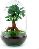 Terrarium - Egg XL bonsai 30 cm - ↑ 25 cm - Ecosysteem plant - Kamerplanten - DIY planten terrarium - Mini ecosysteem