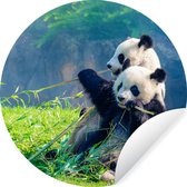 WallCircle - Behangcirkel - Behangsticker - Panda - Bamboe - Natuur - Dieren - Muurdecoratie rond - Ronde wanddecoratie - 80x80 cm - Zelfklevend behang
