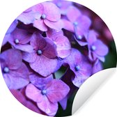 Behangcirkel - Behangcirkel bloemen - Hortensia - Bloemen - Natuur - Paars - Behang zelfklevend - 100x100 cm - Behang rond - Zelfklevend behang