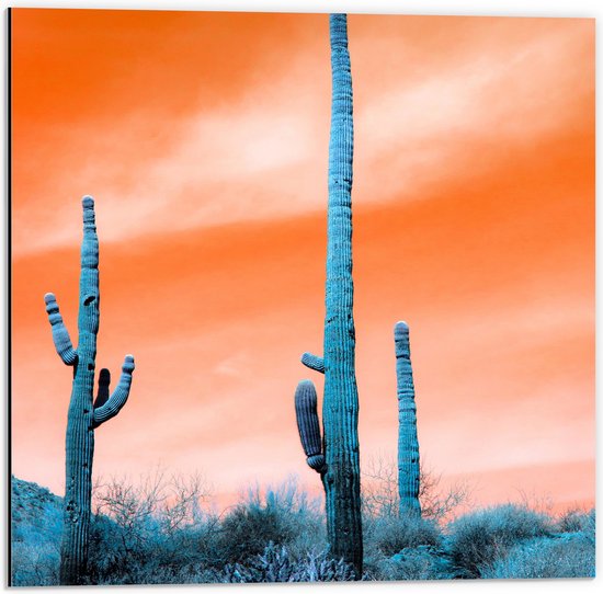 WallClassics - Dibond - Cactussen in Veld onder Oranje Lucht - 50x50 cm Foto op Aluminium (Met Ophangsysteem)