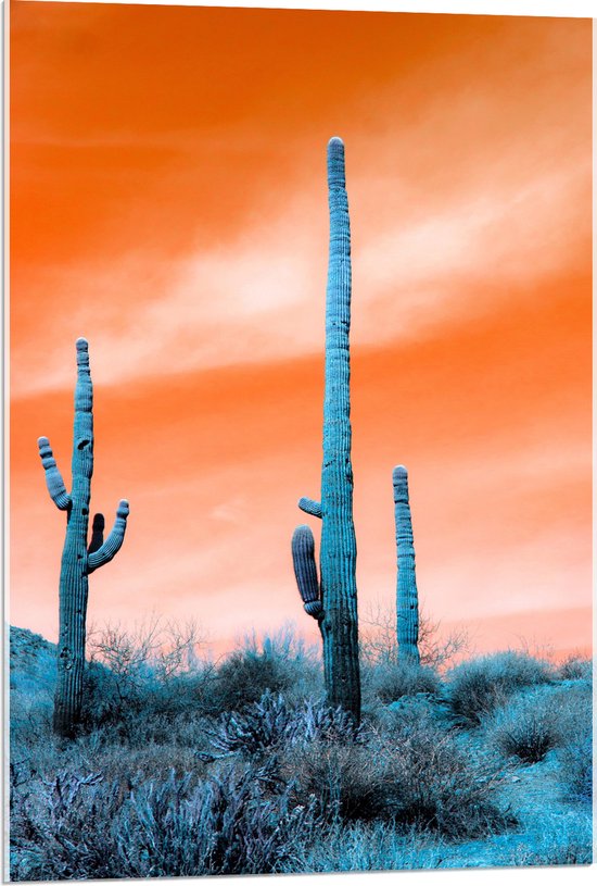 WallClassics - Acrylglas - Cactussen in Veld onder Oranje Lucht - 60x90 cm Foto op Acrylglas (Wanddecoratie op Acrylaat)