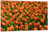 WallClassics - Tuinposter – Close-Up Oranje Tulpen - 120x80 cm Foto op Tuinposter  (wanddecoratie voor buiten en binnen)
