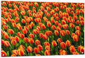 WallClassics - Poster de Jardin - Tulipes Oranje Gros Plan - 120x80 cm Photo sur Poster de Jardin (décoration murale pour l'extérieur et l'intérieur)