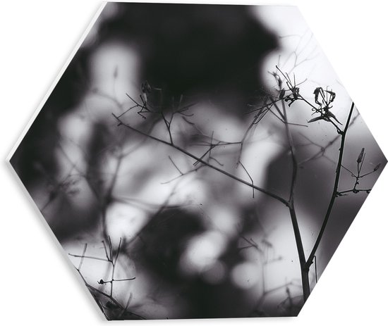 WallClassics - PVC Schuimplaat Hexagon  - Close up van Kale Takken in het Zwart-wit - 30x26.1 cm Foto op Hexagon (Met Ophangsysteem)