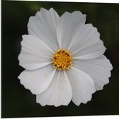 WallClassics - Panneau de mousse PVC - Bloem de cosméa Witte - Photo 80 x 80 cm sur panneau de mousse PVC (avec système de suspension)