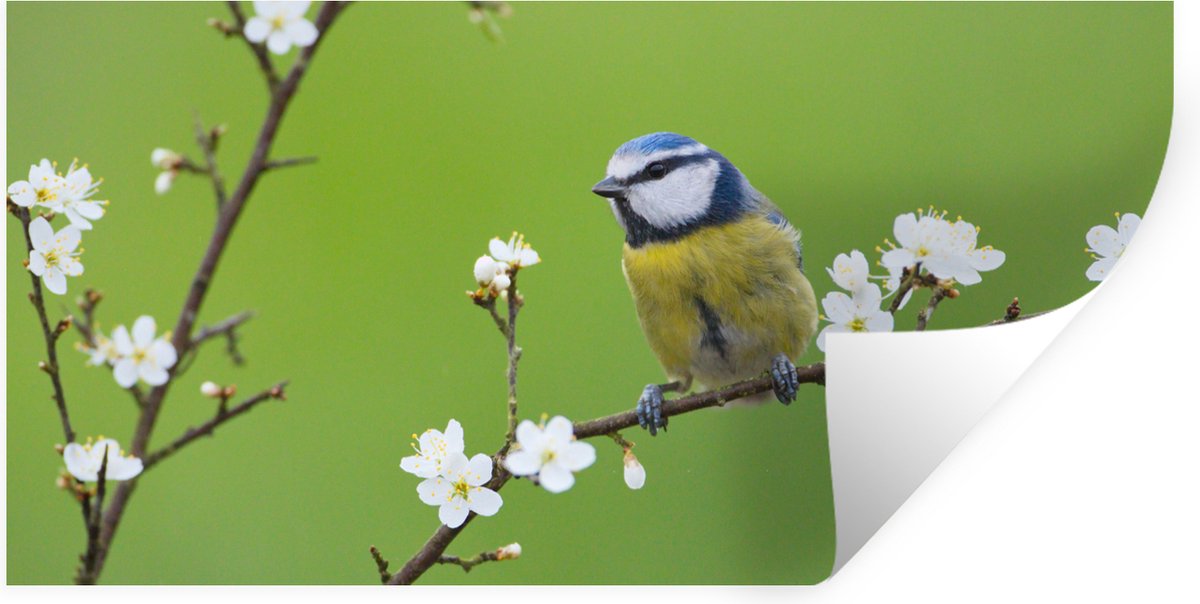 Muurstickers - Sticker Folie - Pimpelmees - Tak - Bloemen - Bloesem takken - Vogel - 160x8