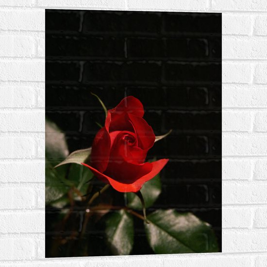 WallClassics - Muursticker - Close-Up Rode Roos met Groene Bladeren - 50x75 cm Foto op Muursticker
