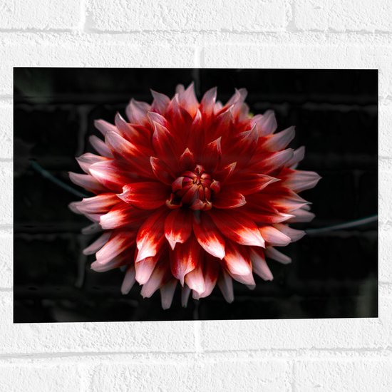 WallClassics - Muursticker - Roze met Rode Bloem - 40x30 cm Foto op Muursticker