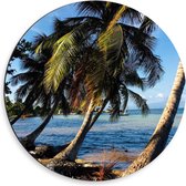 WallClassics - Dibond Muurcirkel - Schuine Palmbomen op het Strand - 50x50 cm Foto op Aluminium Muurcirkel (met ophangsysteem)